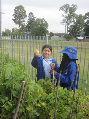 2020 Garden Term 2 Week 5_7251