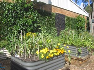 2020 Garden Term 2 Week 1 and 3_7222