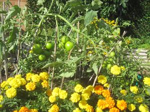 2020 Garden Term 2 Week 1 and 3_7223