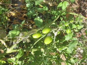 2020 Garden Term 2 Week 1 and 3_7225
