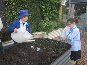 2020 Blueys Patch Term 3 Week 5 6