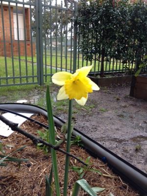 daffodil   2