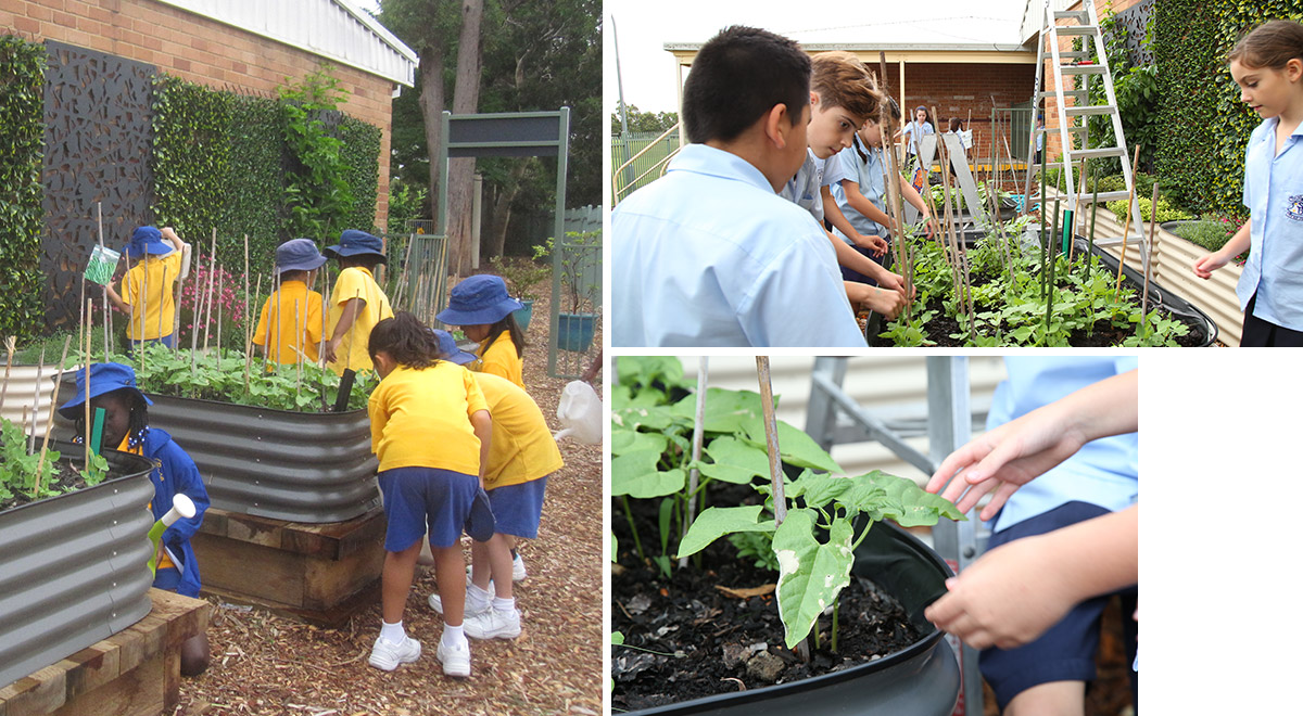 St Bernadette's Primary Lalor Park Garden