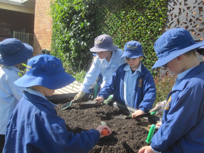 Blueys Patch and Kitchen Gardens in Schools at St Bernadette's Lalor Park