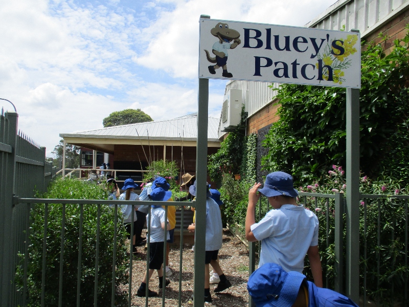Bluey's Patch at St Bernadette's Catholic Primary Lalor Park