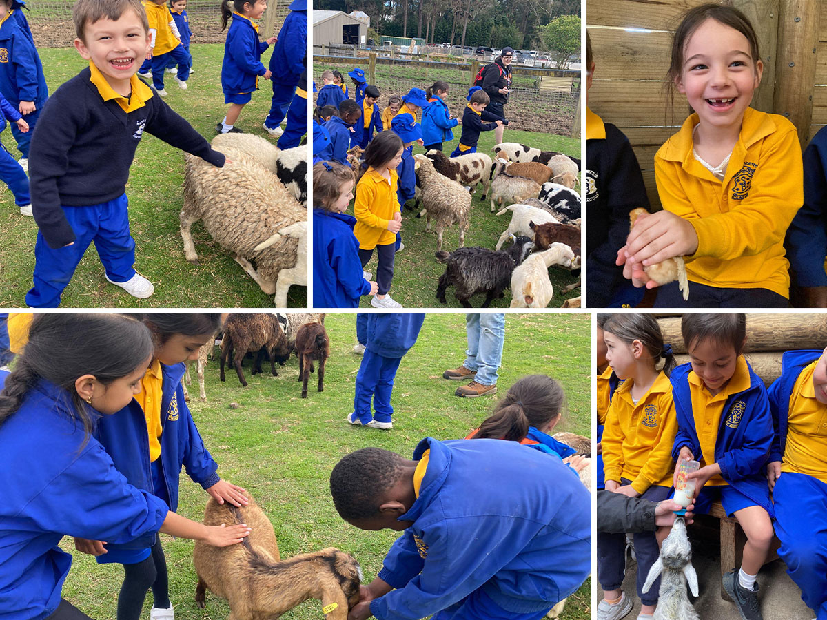 St Bernenatte's Catholic Primary Lalor Park