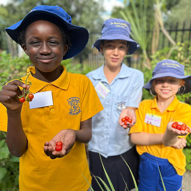 St Bernadette's Catholic Primary School Lalor Park students collecting tomatoes from Bluey's garden patch