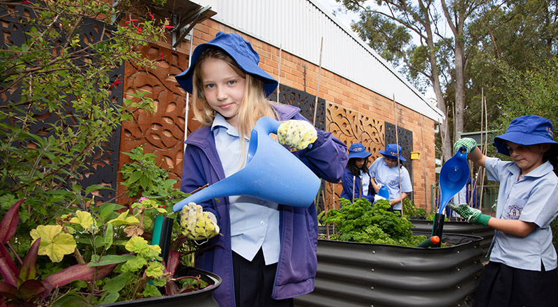 St Bernadette's Catholic Primary School Lalor Park students watering the garden